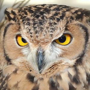 Some Photos of Animals At Mediterraneo Marine Park, Malta