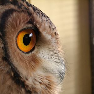 Some Photos of Animals At Mediterraneo Marine Park, Malta