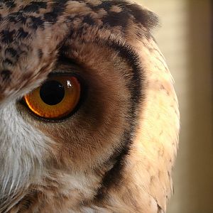 Some Photos of Animals At Mediterraneo Marine Park, Malta