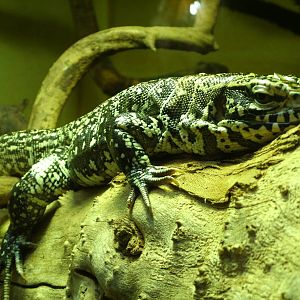 Some Photos of Animals At Mediterraneo Marine Park, Malta