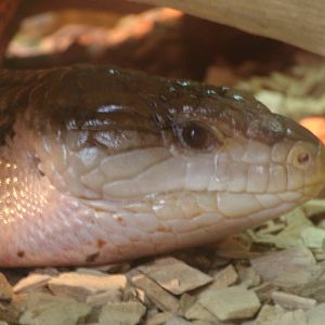 Some Photos of Animals At Mediterraneo Marine Park, Malta