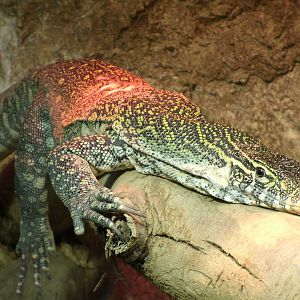 Some Photos of Animals At Mediterraneo Marine Park, Malta