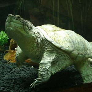 Some Photos of Animals At Mediterraneo Marine Park, Malta