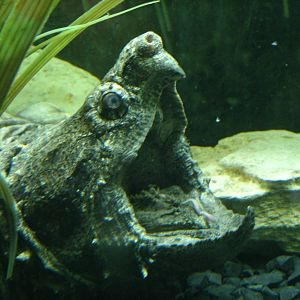 Some Photos of Animals At Mediterraneo Marine Park, Malta