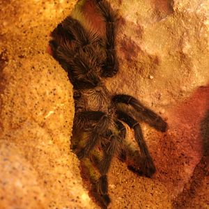 Some Photos of Animals At Mediterraneo Marine Park, Malta