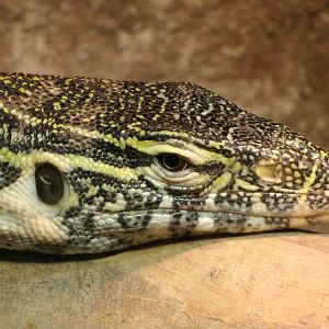 Some Photos of Animals At Mediterraneo Marine Park, Malta