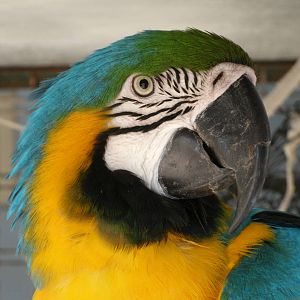 Some Photos of Animals At Mediterraneo Marine Park, Malta