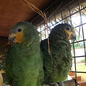 Some Photos of Animals At Mediterraneo Marine Park, Malta