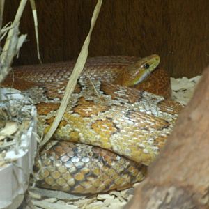Some Photos of Animals At Mediterraneo Marine Park, Malta