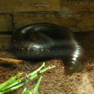 Some Photos of Animals At Mediterraneo Marine Park, Malta