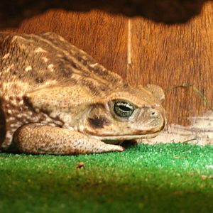 Some Photos of Animals At Mediterraneo Marine Park, Malta