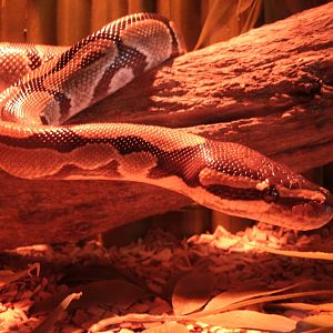 Some Photos of Animals At Mediterraneo Marine Park, Malta