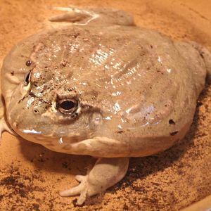 Some Photos of Animals At Mediterraneo Marine Park, Malta