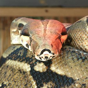 Some Photos of Animals At Mediterraneo Marine Park, Malta