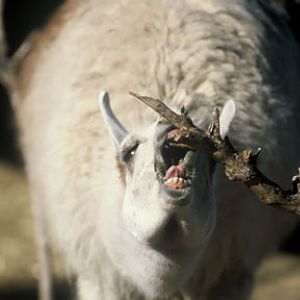 llama, New Years Eve 2009