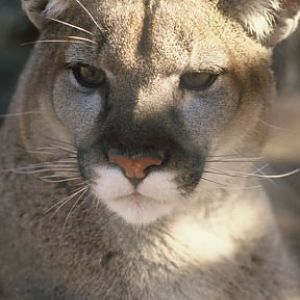 puma, New Years Eve 2009