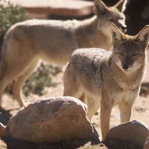coyotes, New Years Eve 2009