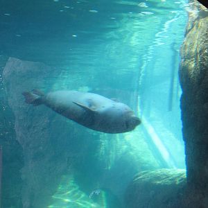 Harbor Seal