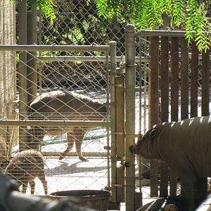 Babirusa Family