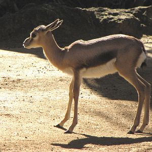 Speke's Gazelle