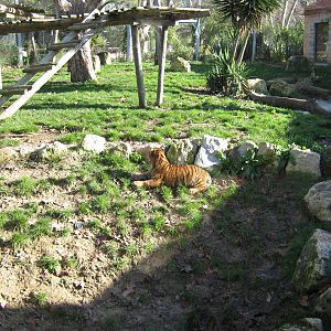 Sumatran Tiger (baby)