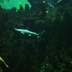 Bonnethead Shark at The Deep, 08/12/07