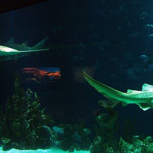 View of the main tank at The Deep, 08/12/07