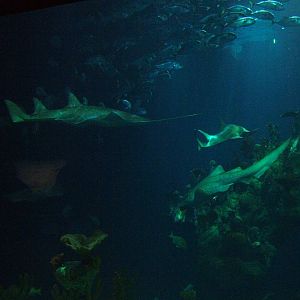 View of the main tank at The Deep, 08/12/07