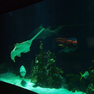 Green Sawfish at The Deep, 08/12/07