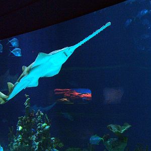 Green Sawfish at The Deep, 08/12/07