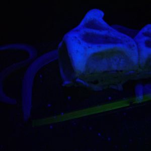 Inshore Hagfish at The Deep, 08/12/07