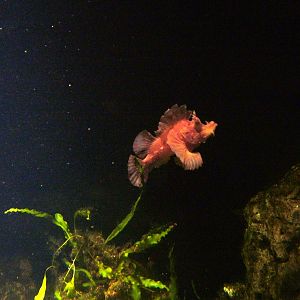 Eschemeyer's Scorpionfish at The Deep, 08/12/07