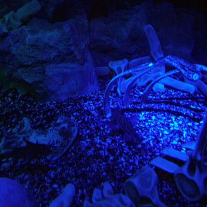 Spotted Rabbitfish at The Deep, 08/12/07