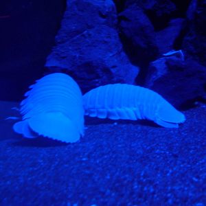 Giant Isopods at The Deep, 08/12/07