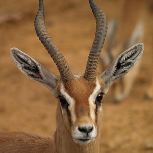 Saharawi dorcas gazelle - Zoo Barcelona