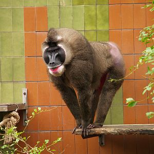 Drill - Zoo Barcelona