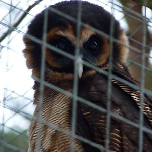 Brown Wood Owl
