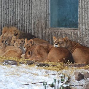 Winter and snow in Copenhagen: The lion enclosure