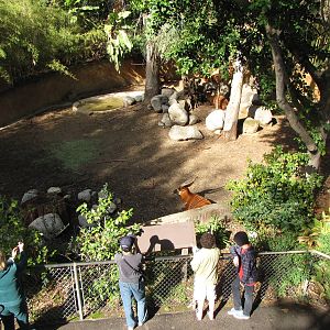 Bongo Exhibit View From Bridge