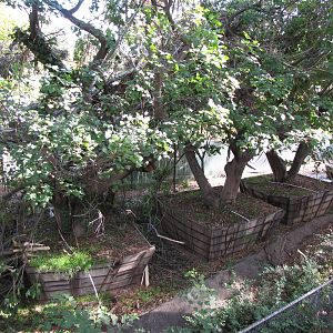 Surplus Trees Near Campo Gorilla Compound