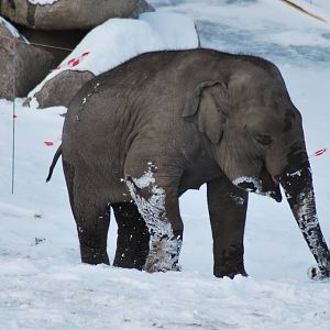 Winter and snow in Copenhagen and youngster Ghandi LIKES it, thank you very