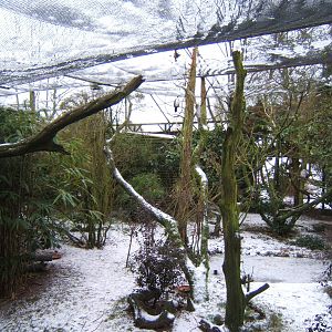 Bornean Longhouse Aviary