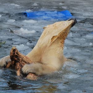 Winter and snow in Copenhagen: No stereotypic behaviour from the polar bear