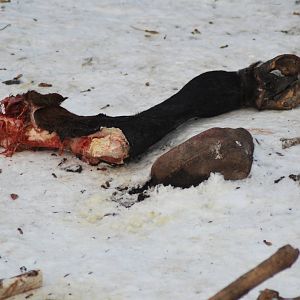 Winter and snow in Copenhagen: Leftover from meal in the wolf enclosure