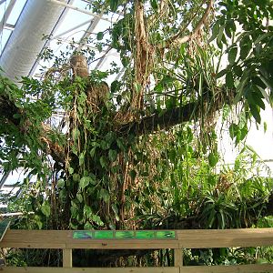 Upland Tropical Rainforest Exhibit