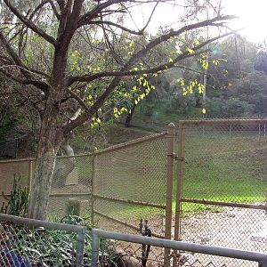 Lowland Anoa Enclosure