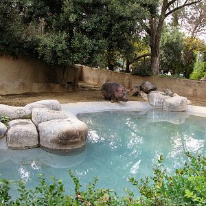 Hippopotamus Habitat