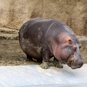 Male Hippopotamus