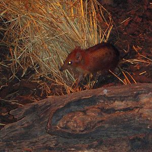 Checkered Elephant Shrew