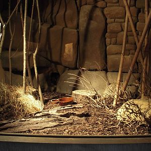 Checkered Elephant Shrew exhibit